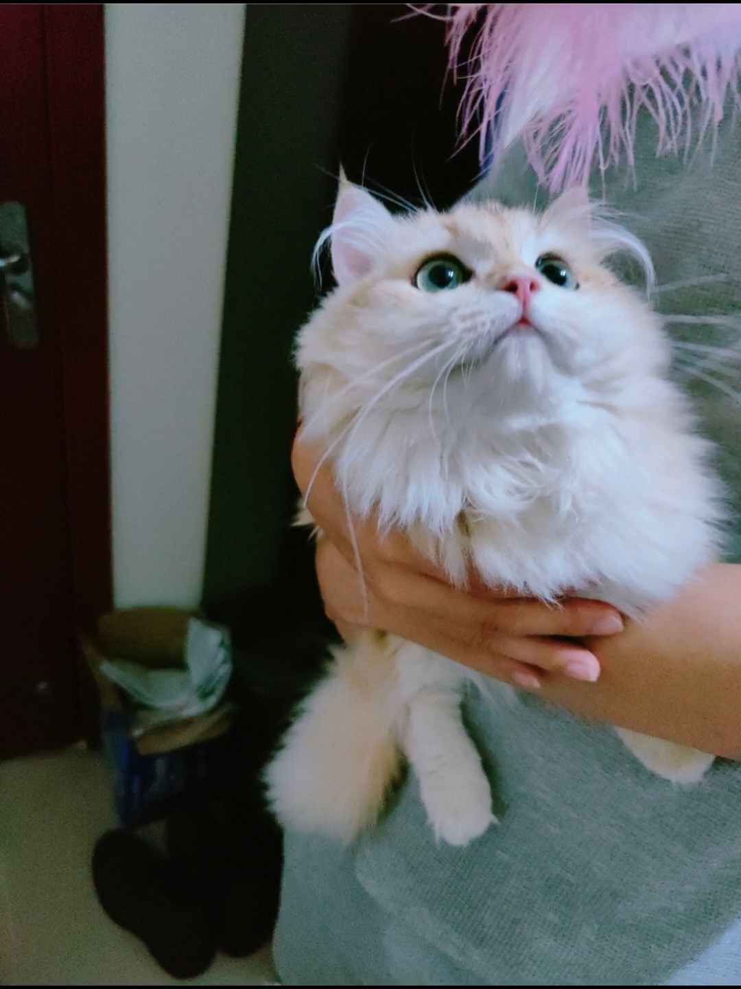 小猫能有什么坏心思