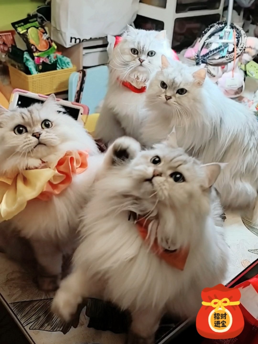 过年没大没小，一家四口全都上桌了🥳