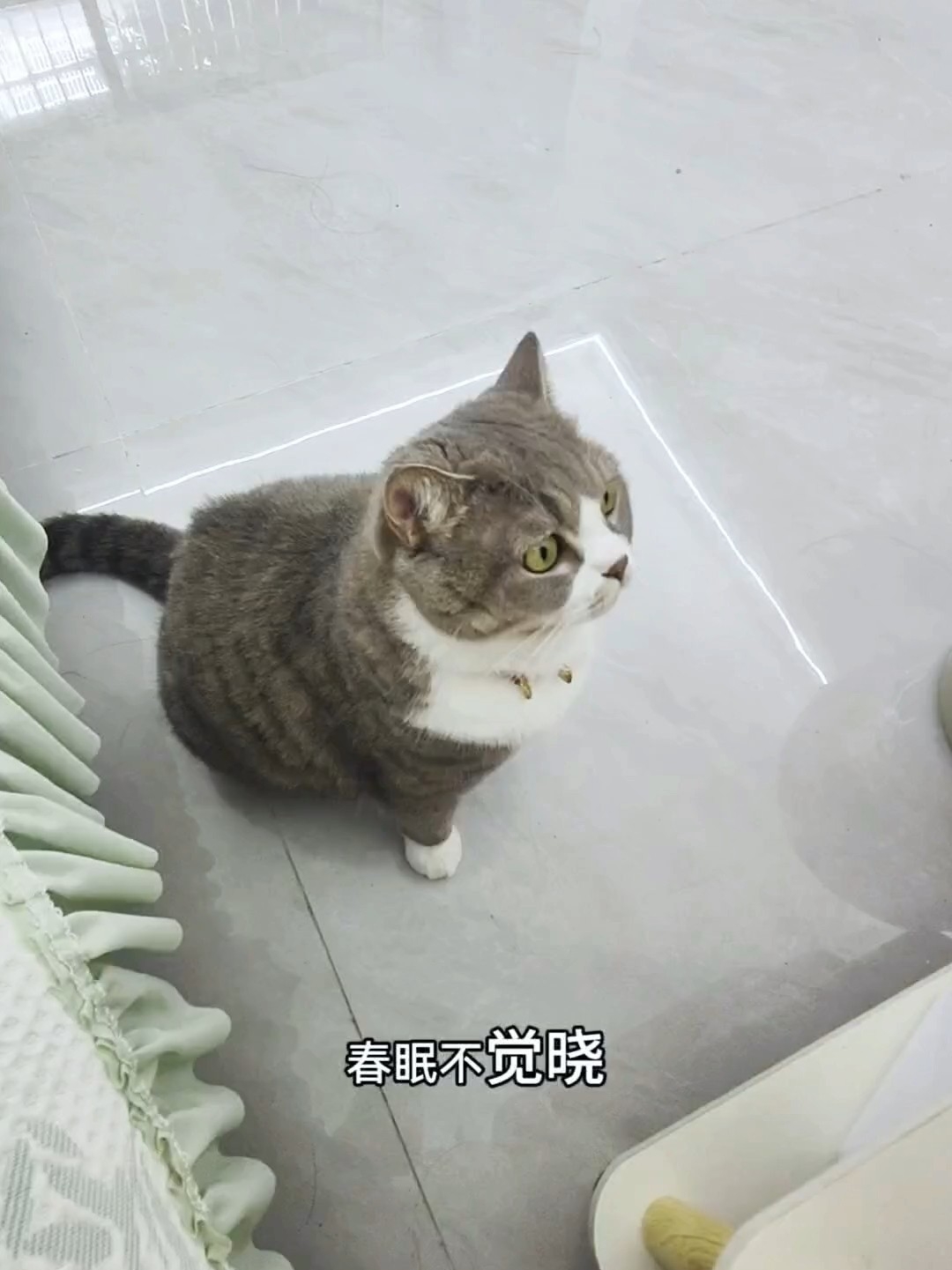 猫：没吃饱