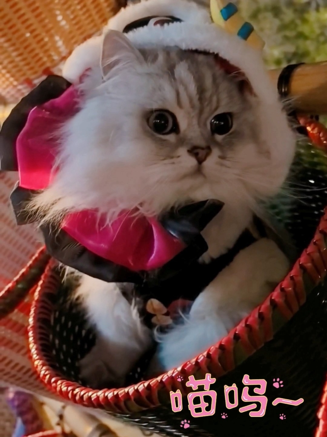 大过年的把我放在竹篓里，麻麻你是咋想的😂