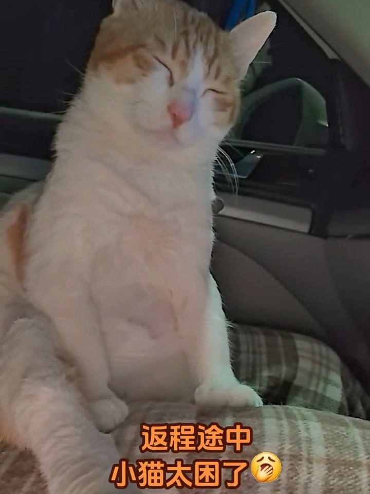 返程1100公里，一路堵车，小猫已经坐懵圈了。