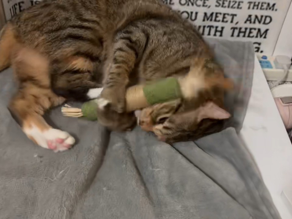 乐不思蜀的小猫？26