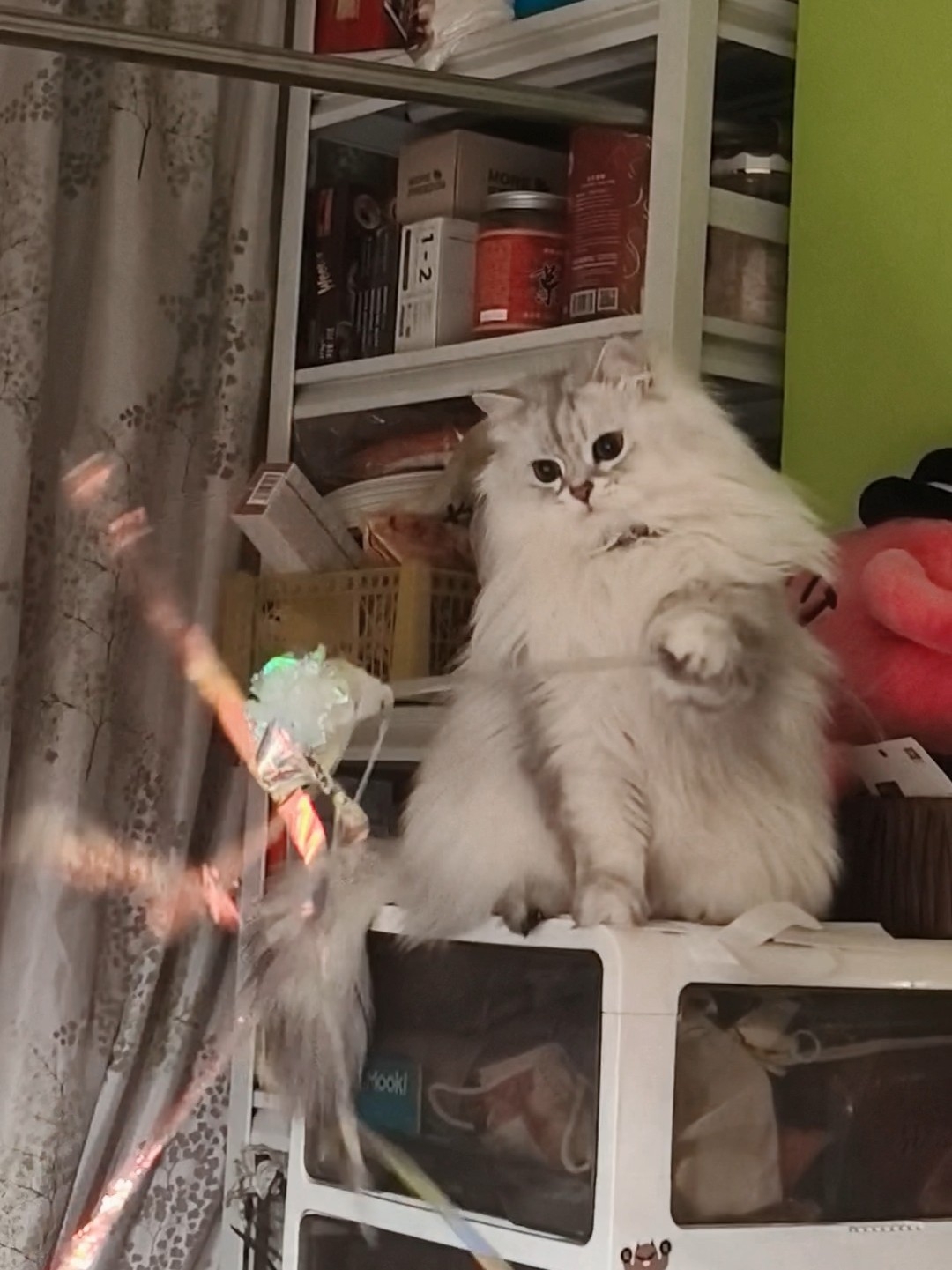 亚宠展买到的最具性价比的猫玩具😍