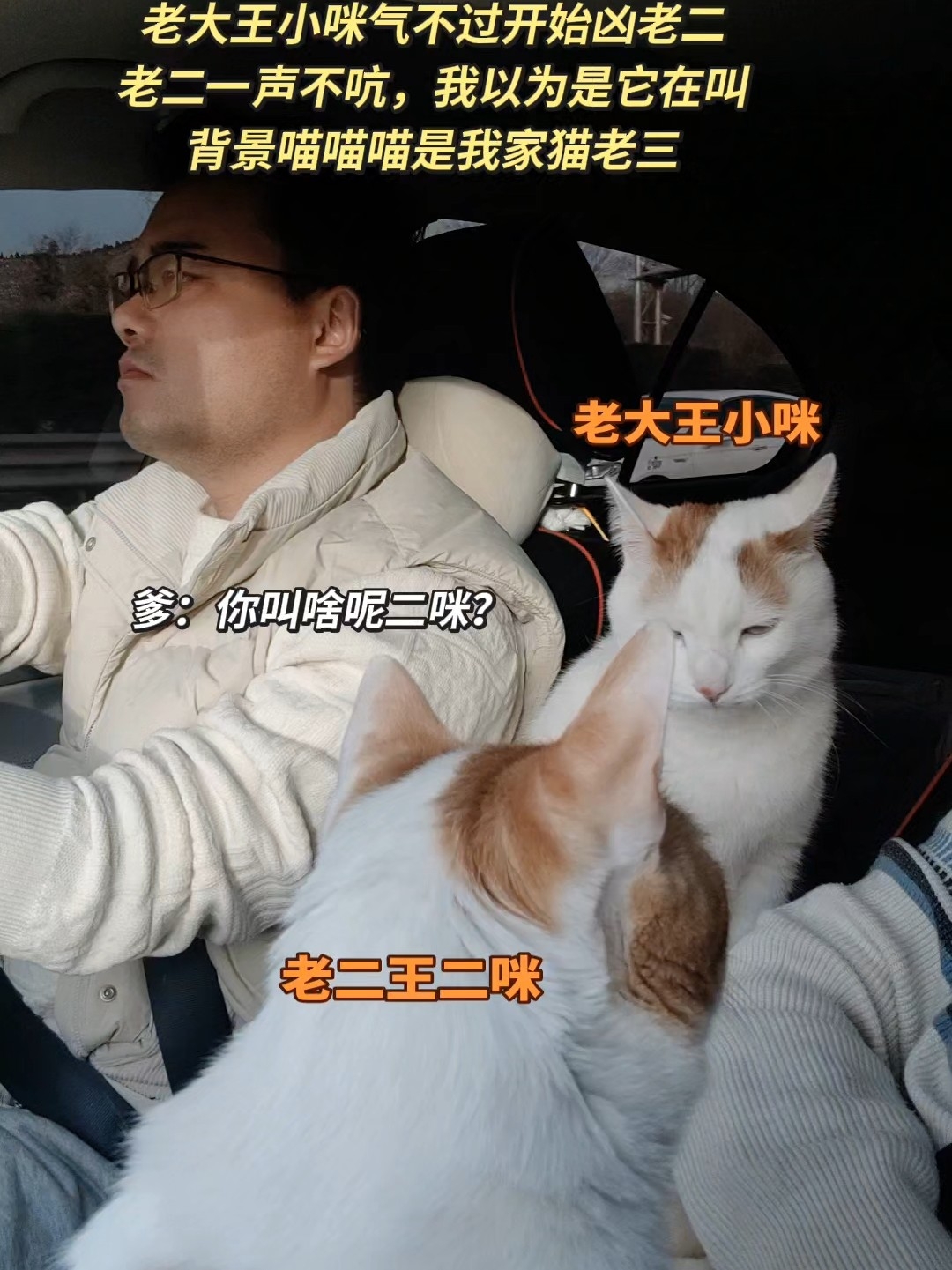 哈哈，我家猫老大王小咪是小猫精，有啥不高兴就直接挂脸上