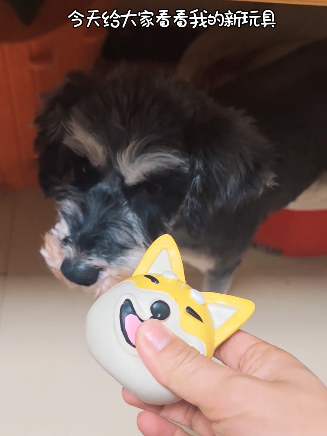 狗狗玩具之乳胶玩具不是很推荐