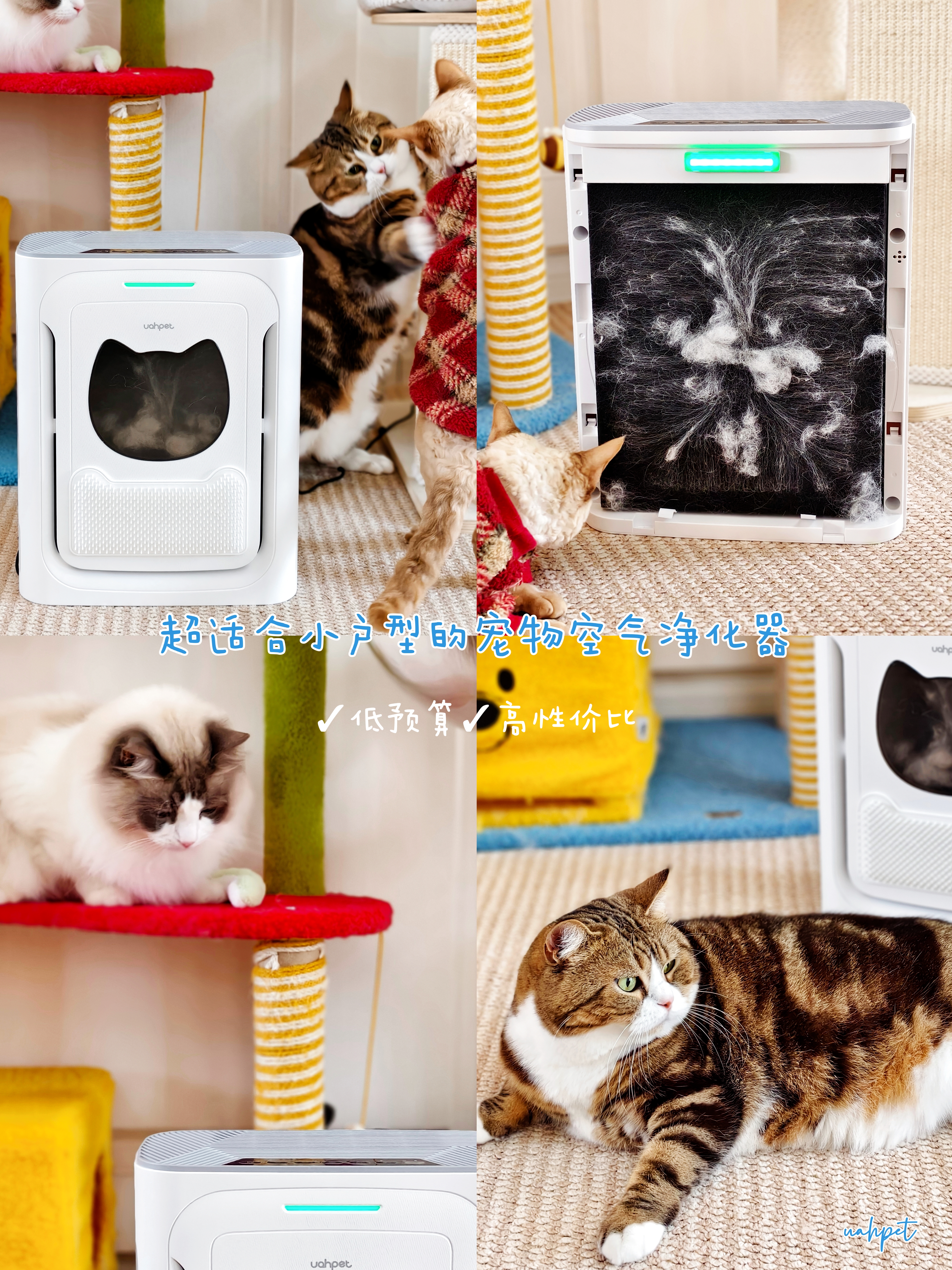 🐱小户型养猫好物·高性价比空气净化器