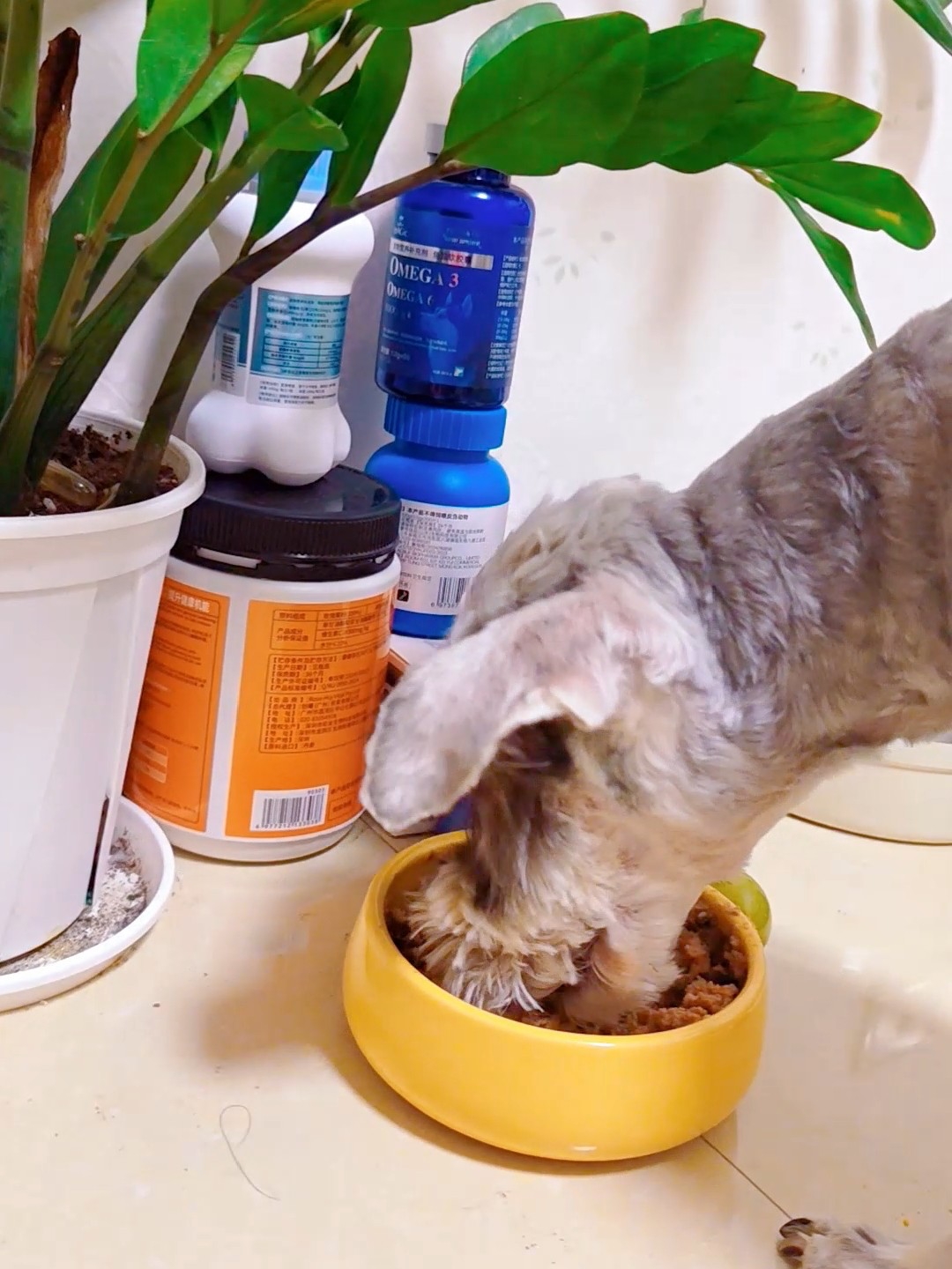 小狗猛猛干饭的秘诀