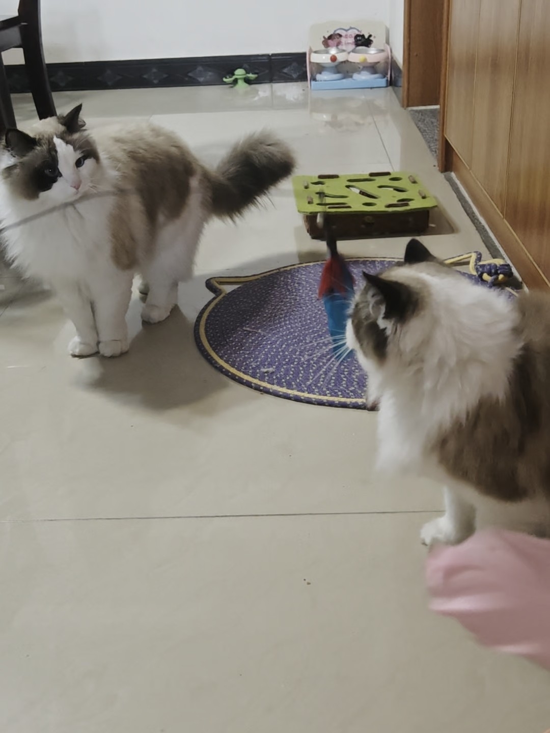 胖胖有点怕妈妈