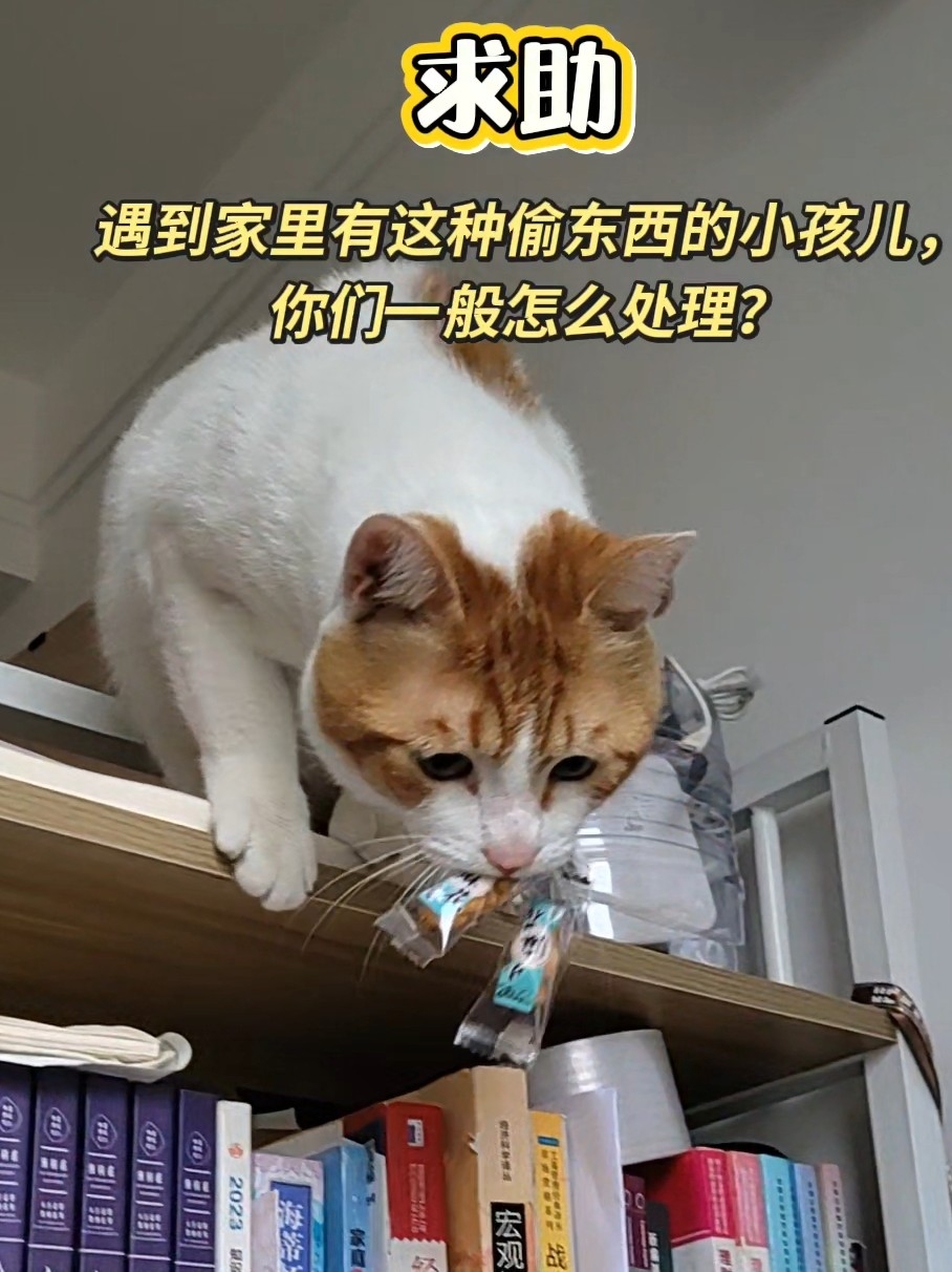 家里来了小猫贼