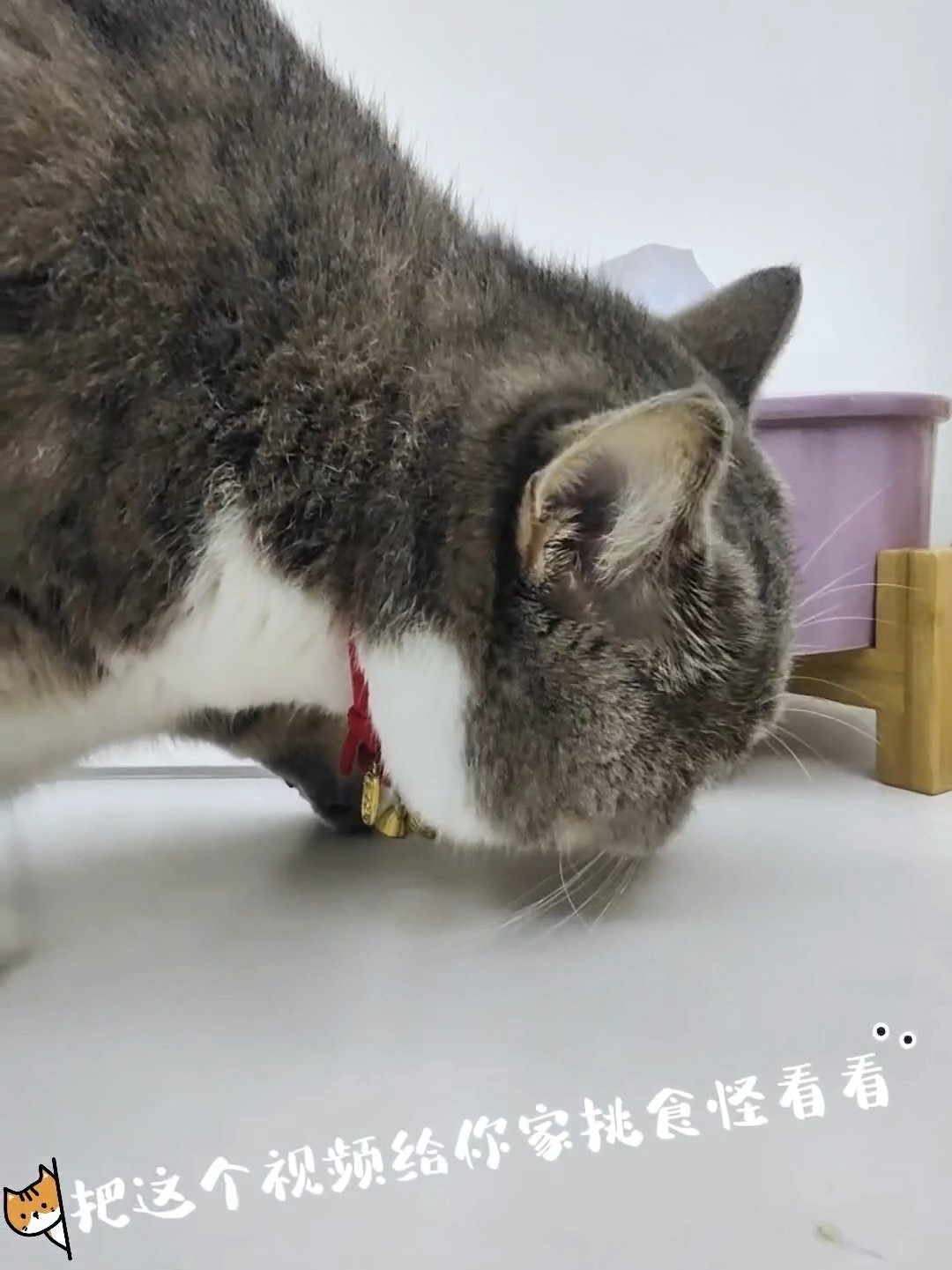 吃嘛嘛香身体倍棒