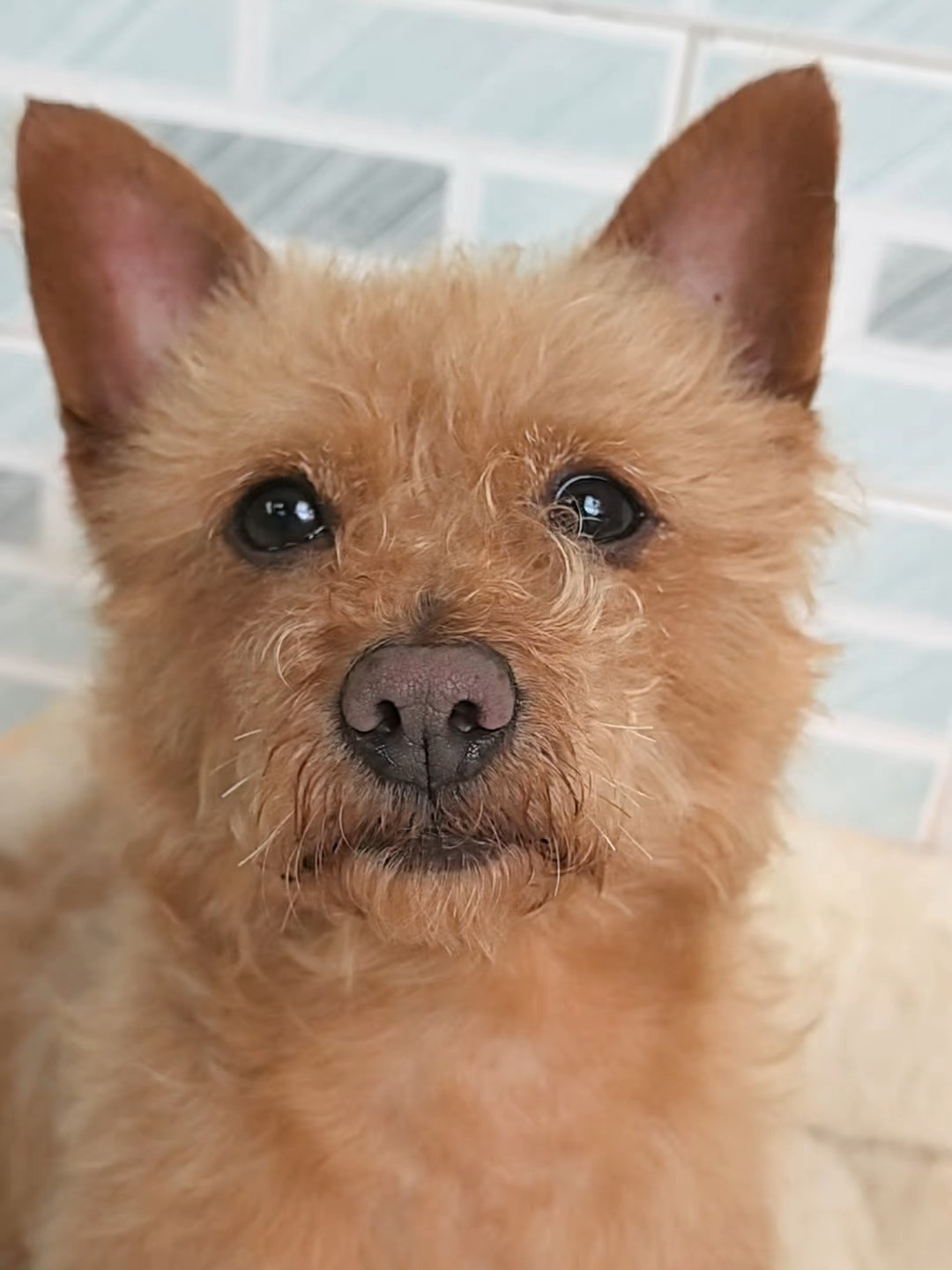 头都快被摇昏麻了