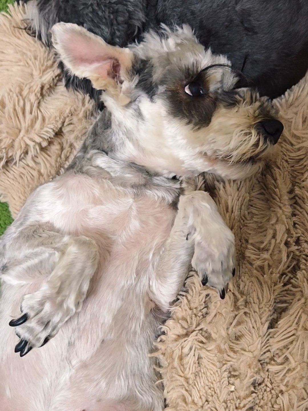 有没有知道小狗这样梯形的体型是正常的吗