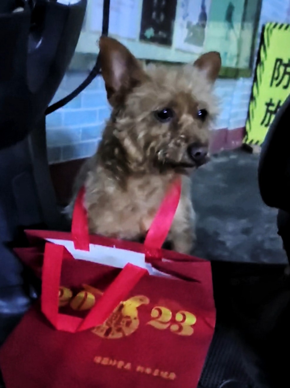 狗狗“定身器”——只要套住脖子就不会跑了