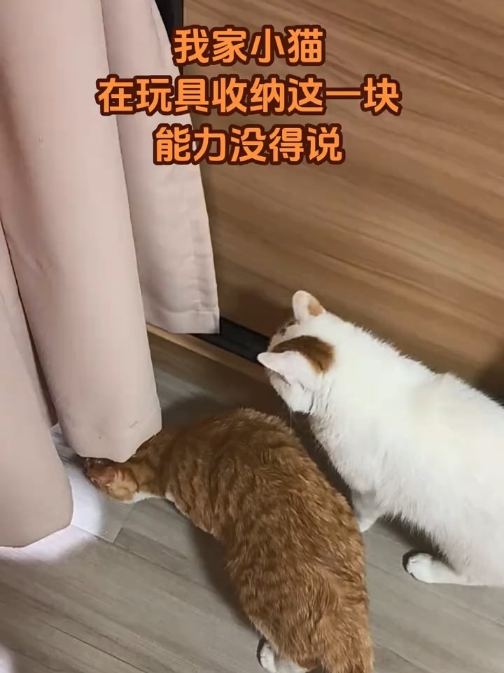 你家小猫也这样吗？
