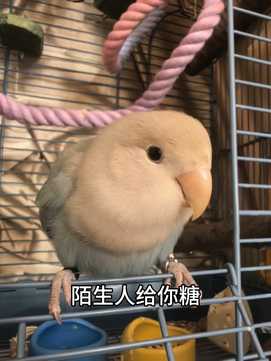 真孺子不可教也！