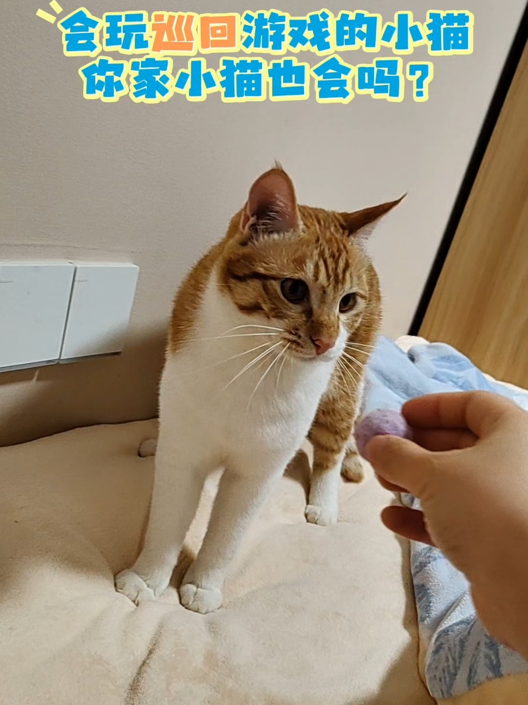 扔球捡球是我家猫老三郭小宝的独门绝技，晒晒你家小猫的看家本领。