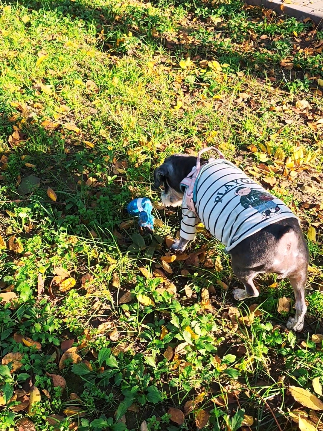 喜新厌旧了的玩具