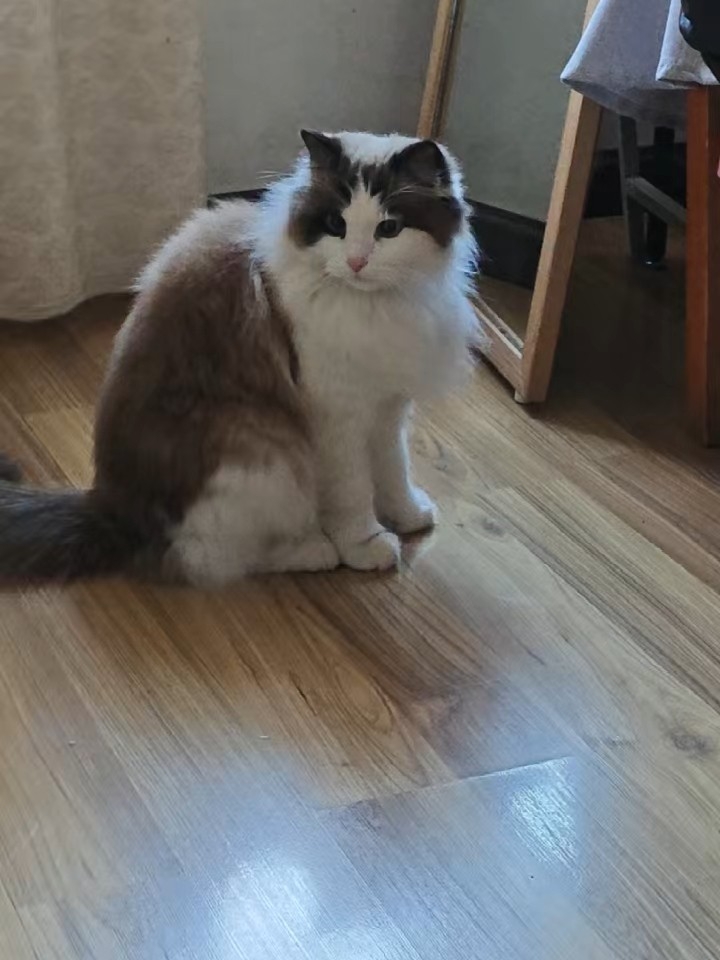 又怂又可爱的胖胖