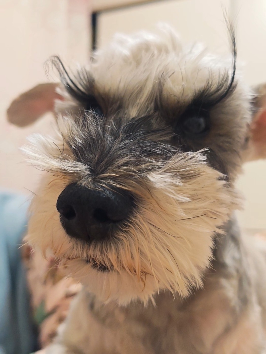 雪纳瑞还是需要修毛呀！