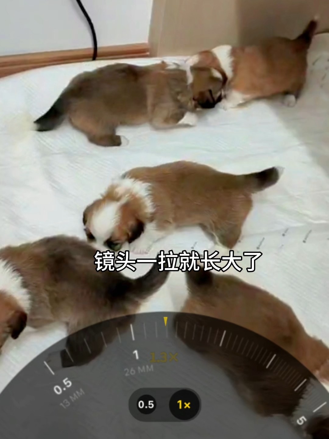 突然就拉扯大了㊗️