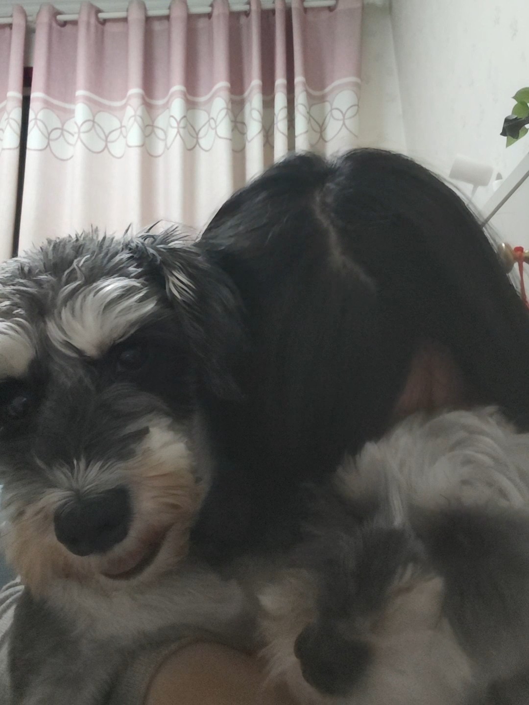 被吓坏了的小狗