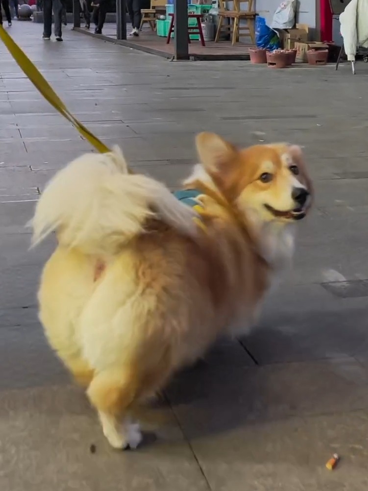 柯基屁股与大尾巴🐶