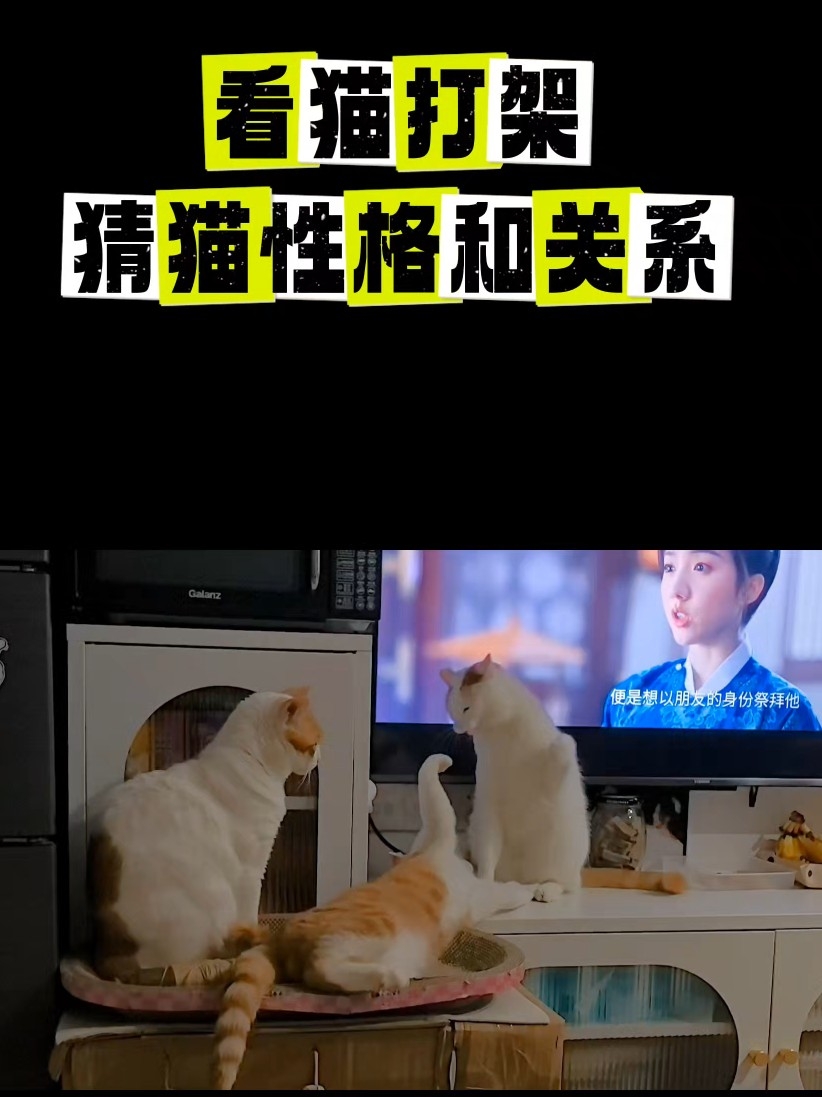 家有仨猫，越来越有意思了。
