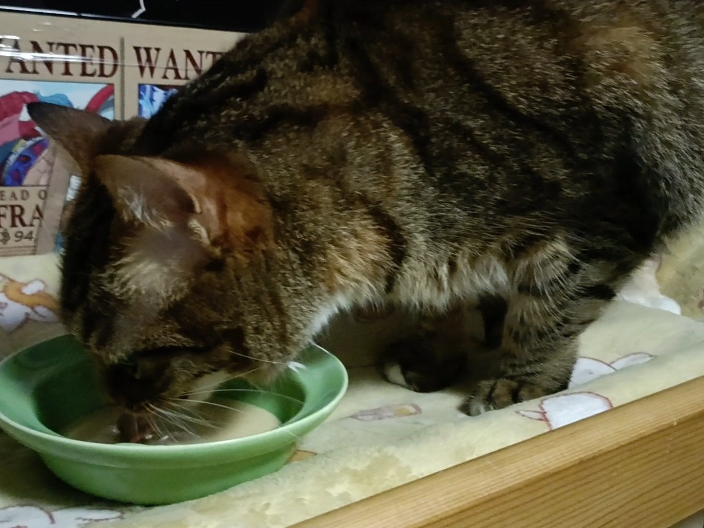 吃饭香香，胃口棒棒10