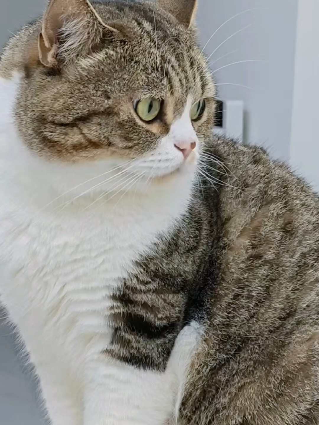 小猫咪能有什么烦恼？