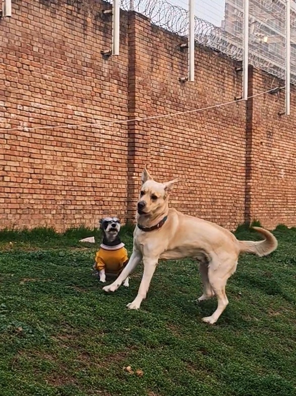 草莓和她喜欢的小狗朋友