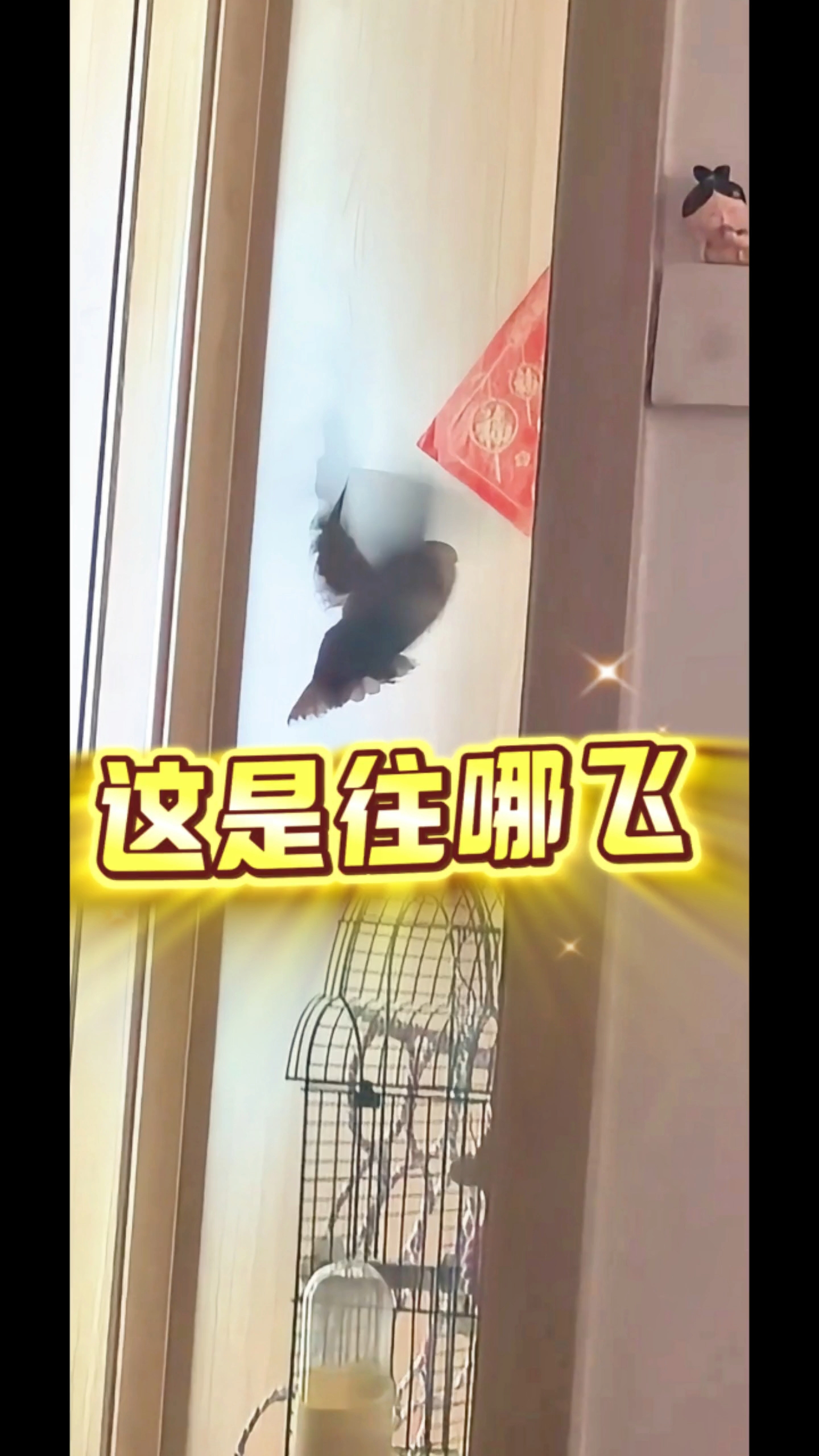 人！我会飞啦！成功着陆！