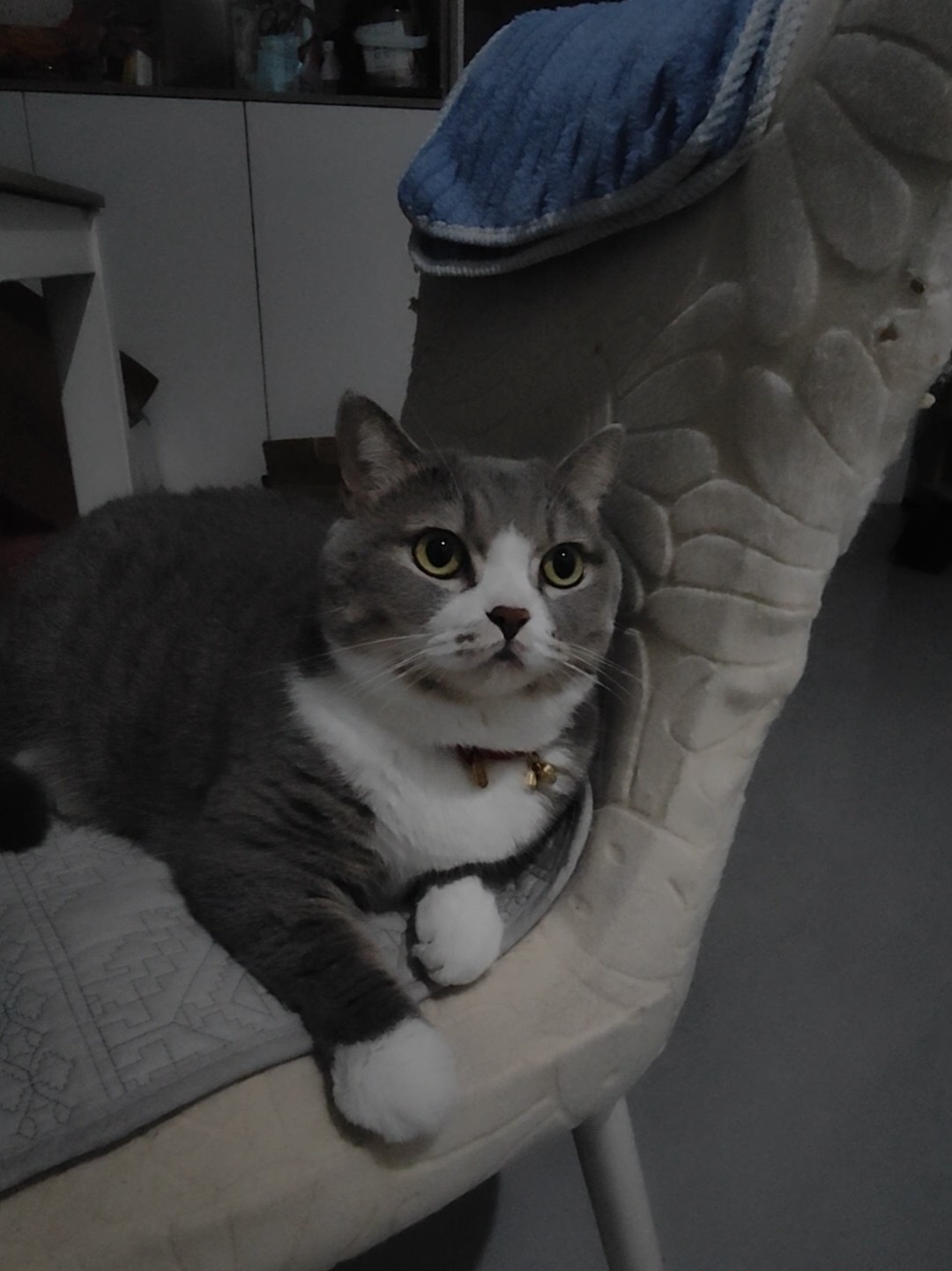 圆溜溜的大眼睛