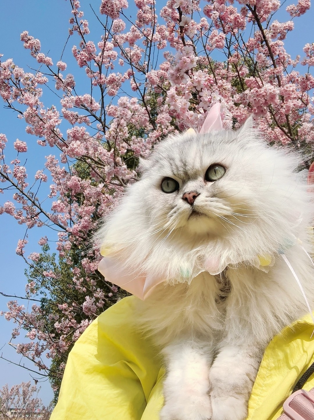 来看呀，樱花树下的盛世美颜😍