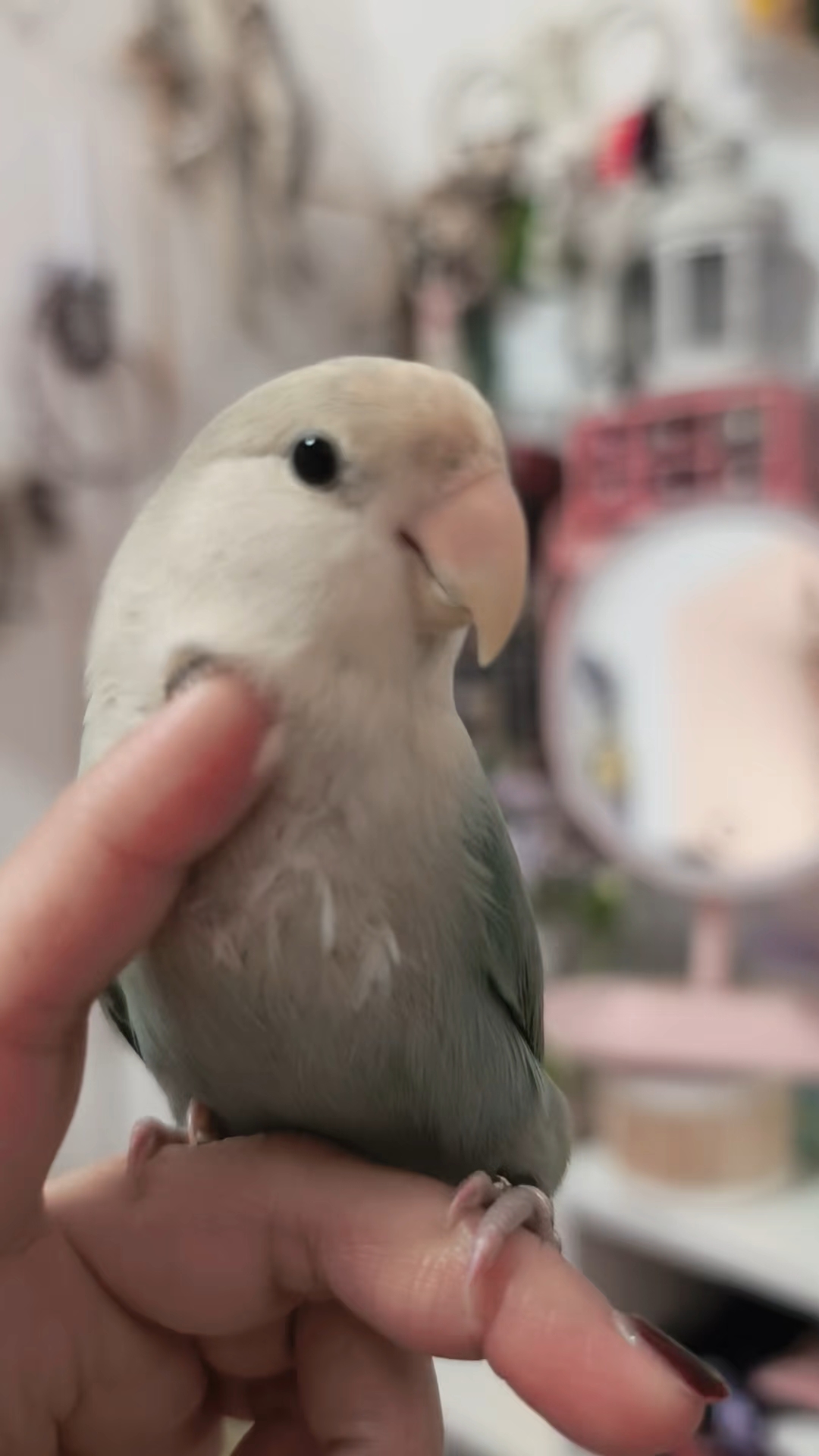 这小鸡娃娃也太逼真了！