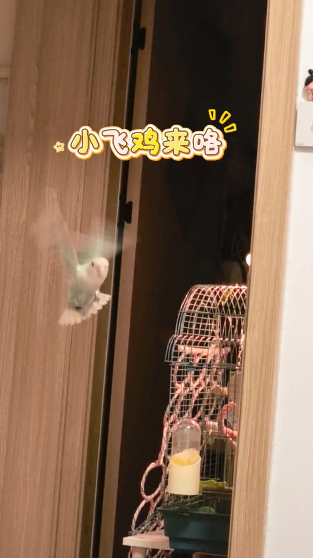 不是 怎么剪了羽还能飞的这么好！