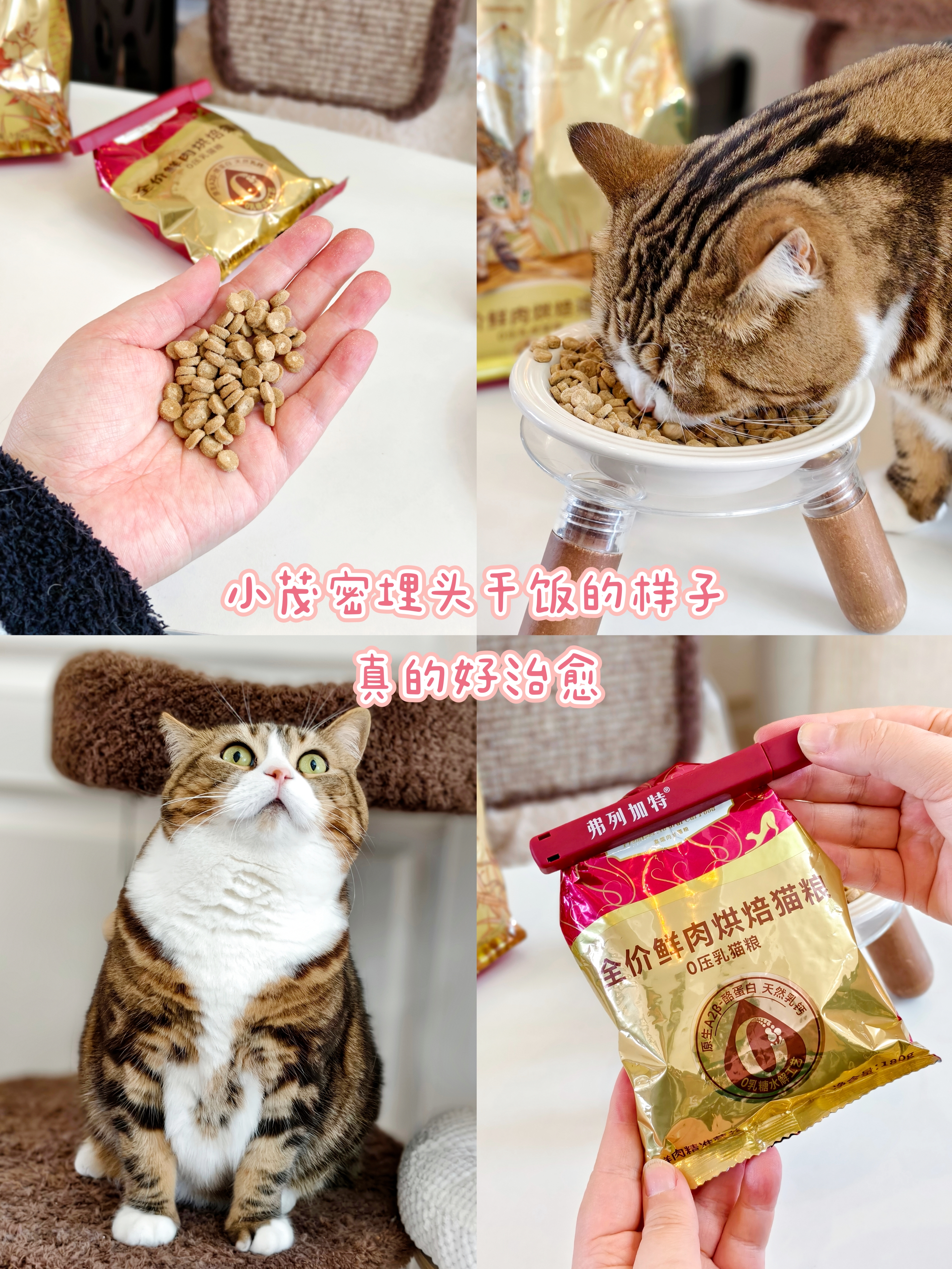 当初给小奶猫选这个幼猫粮，真的很正确