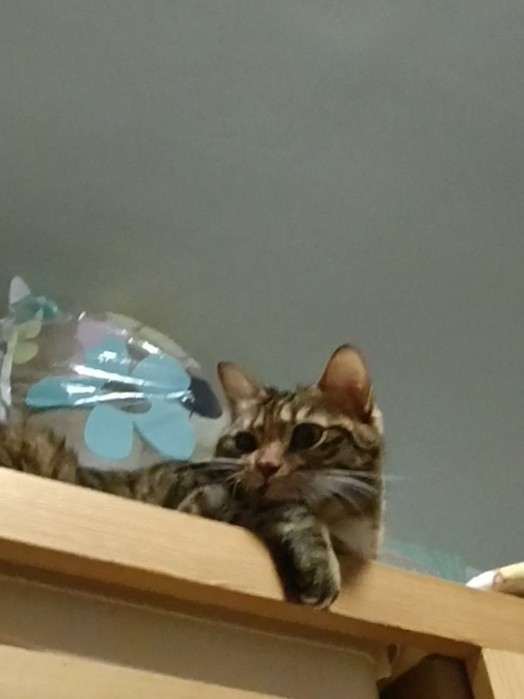 小猫咪在看什么16