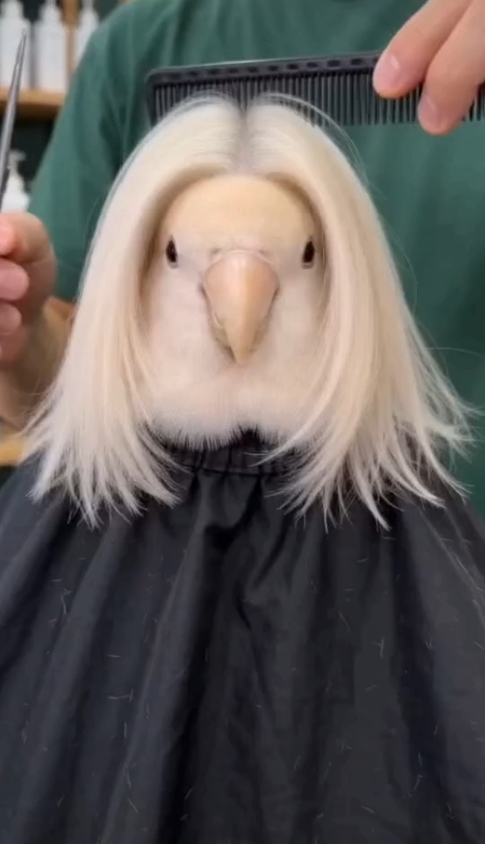 挑战全网最美锅盖头！