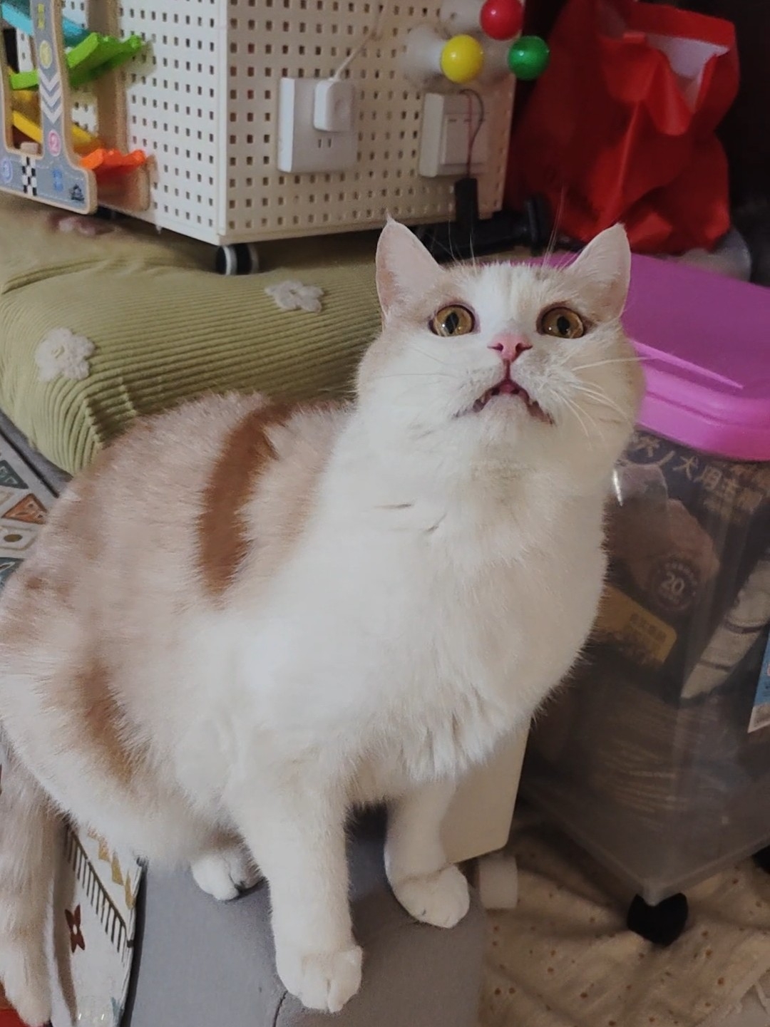 猫咪玩泡泡🫧可可爱爱