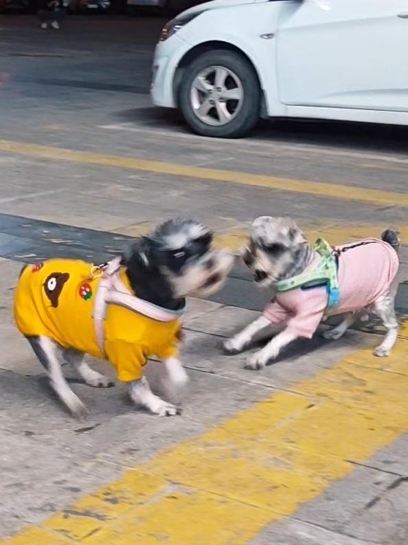 骂骂咧咧的小狗