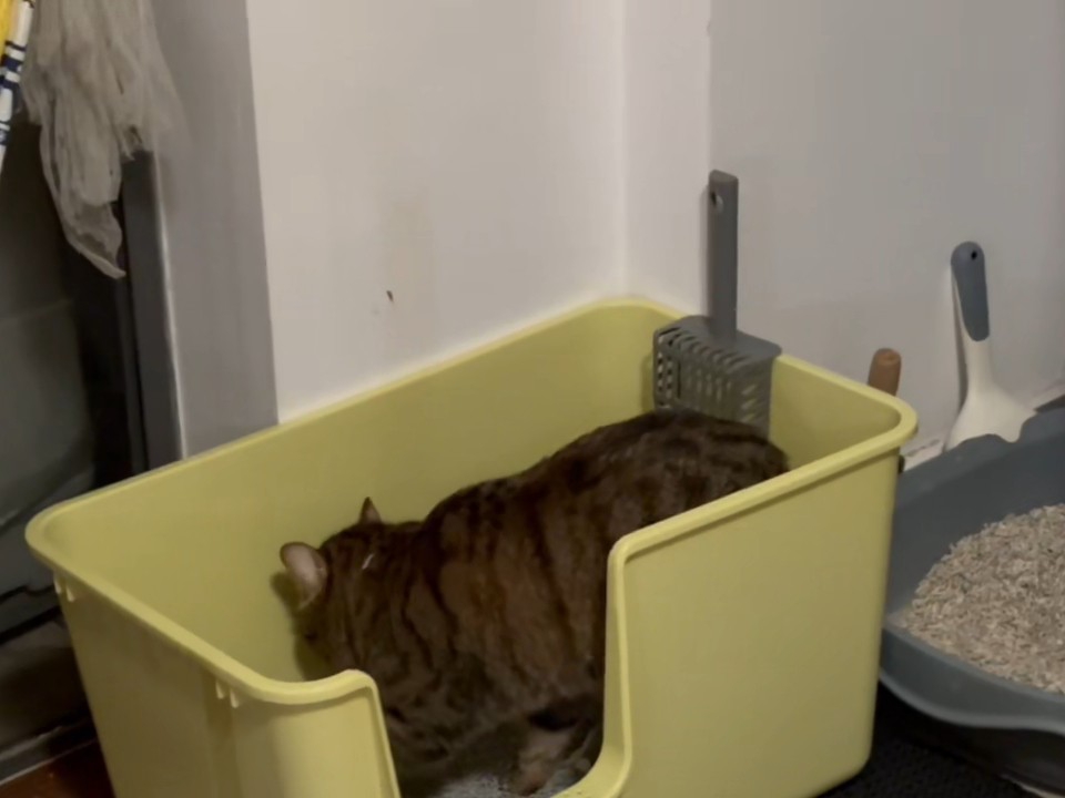 忙碌的小猫咪20