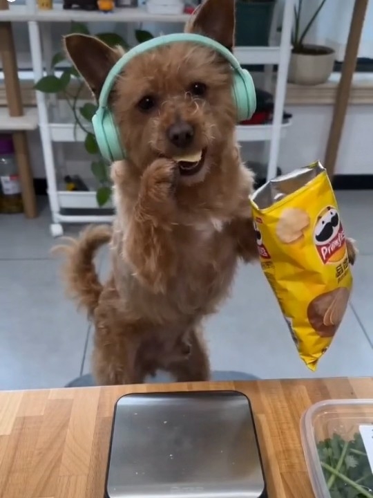 这样吃我就不会胖了～～