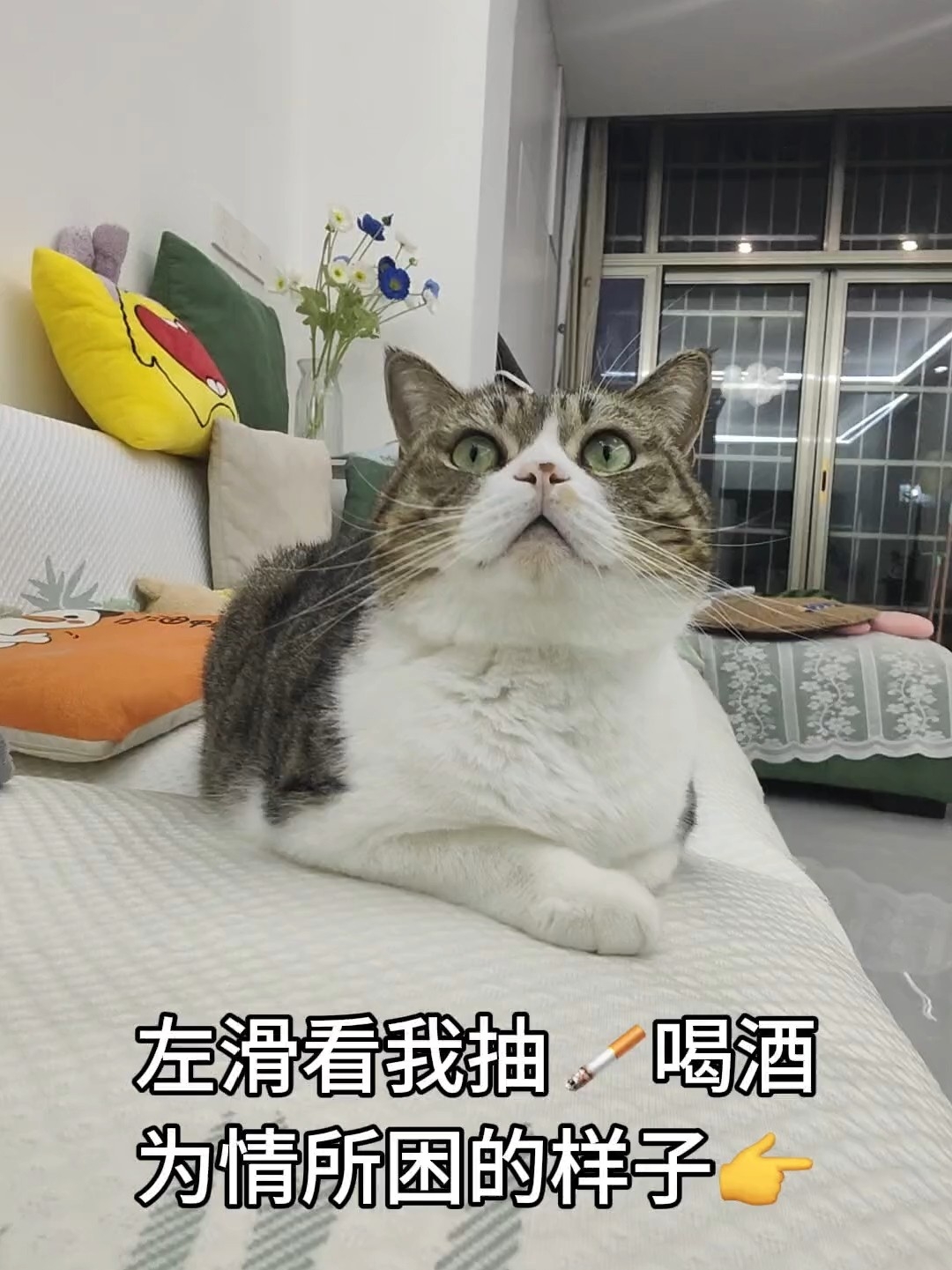 小猫也会为情所困吗？