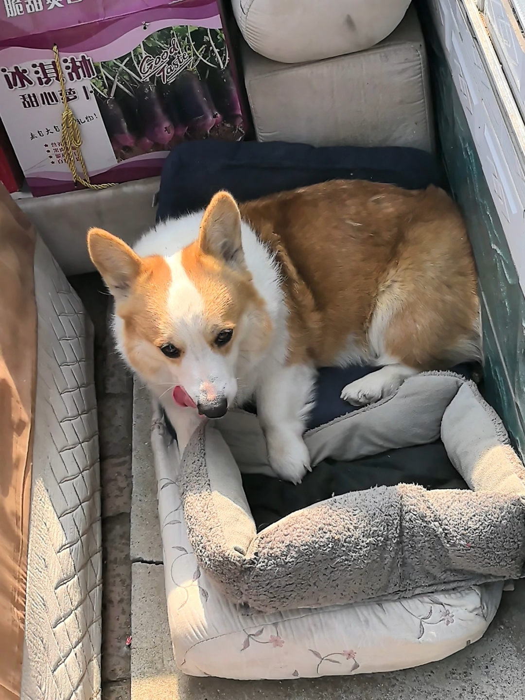 假如小狗也有盆友圈