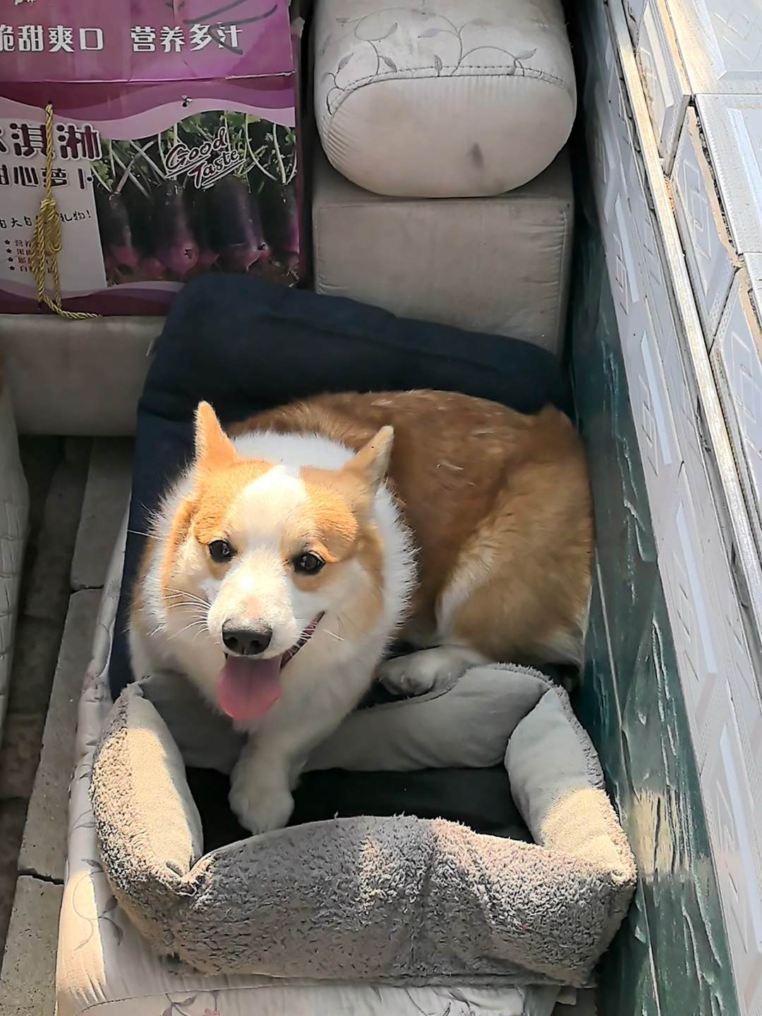 ◖⚆ᴥ⚆◗   被修勾治癒的瞬間⸝⸝⸝⸝⸝