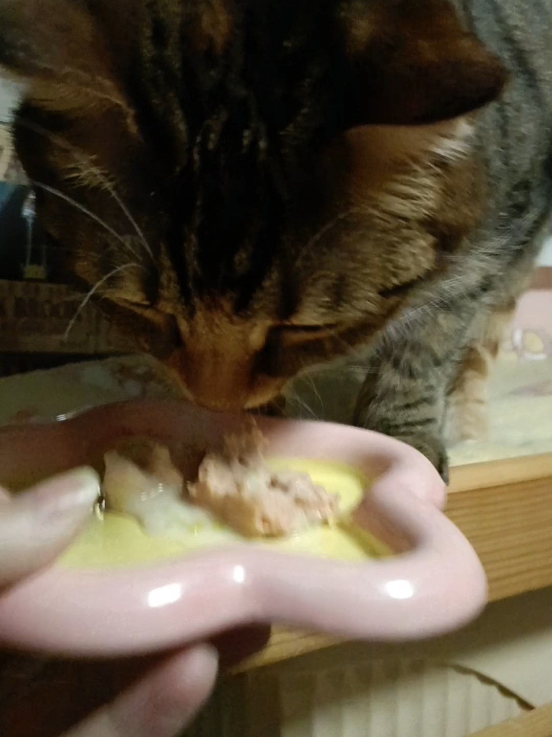 成功吸引小猫咪眼光25