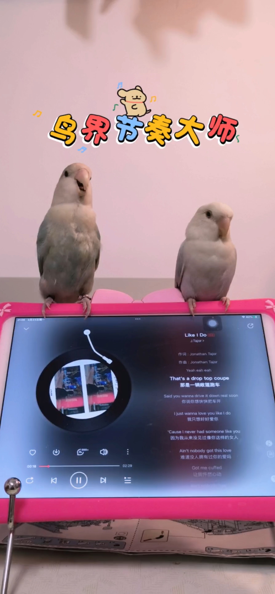 真正的节奏大师鸟𓅛