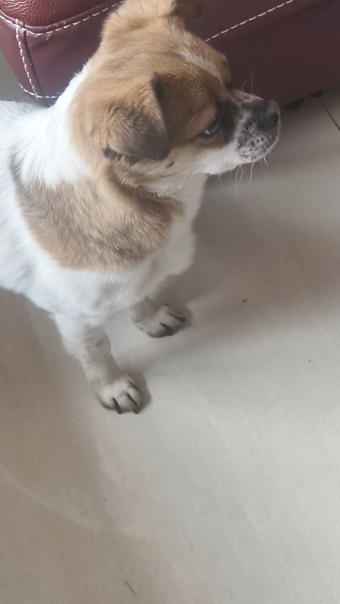 和小狗一起玩寻找游戏