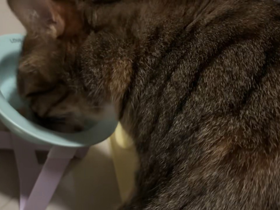 吃的很开心，看得很快乐27