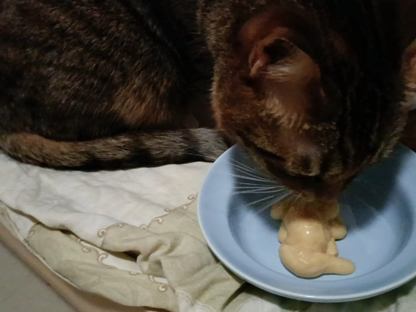 绵密的餐盒小猫喜欢28